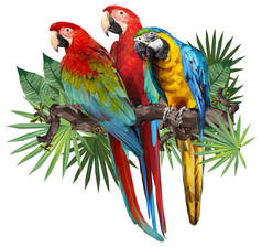 绿叶和热带叶的蓝色和金色金刚鹦鹉鸟的插图多边形绘图.