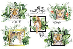 水彩老虎例证和夏天天堂热带叶子打印。棕榈植物和花隔绝 o 白色.