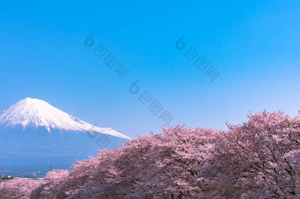 富士山 (富士山) 与盛开美丽的粉红色樱花 (樱花) 在春天的阳光明媚的日子与蓝天自然背景