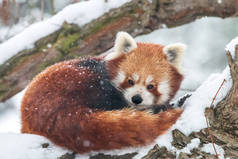 冬季毛茸茸的红熊猫特写镜头。小熊猫或火狐 (艾鲁鲁斯富根斯) 休息在白雪覆盖的树上.