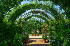 夏季植物和花卉的绿色天然隧道.