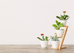 木桌子上白色墙壁上的室内植物
