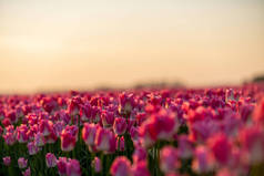 荷兰，早上观赏色彩艳丽的郁金香地