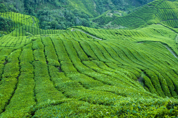 茶园，金马伦高原