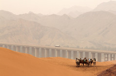 骆驼在腾格尔沙漠，沙坡头风景名胜区，宁夏省
