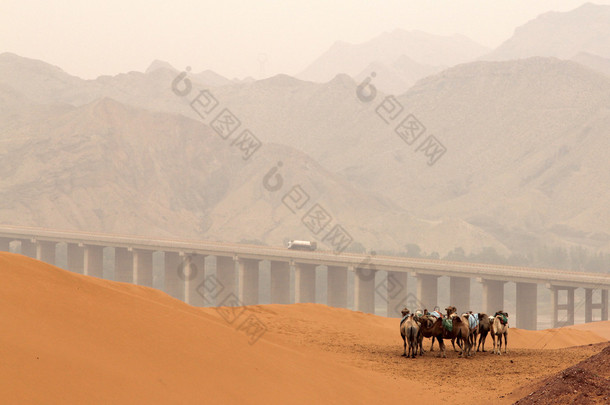 骆驼在腾格尔沙漠，沙坡头风景名胜区，宁夏省