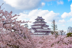 数以百计的樱花树被包围的城堡敦 （会津城堡）