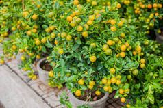 金橘，越南农历的象征