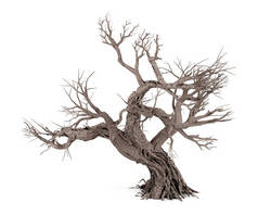 白色背景，3d 渲染一个孤立的死树