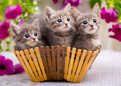 三只小猫坐在一个装着花篮子