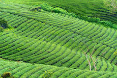 早上在高地的绿茶山。这个茶园已经存在了一百多年，是该地区最大的茶园，也是出口茶园。