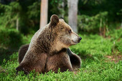 棕熊在树林里