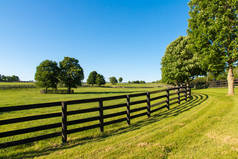 马场的绿色牧场。乡村夏季风景.