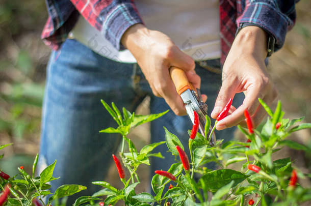 年轻的农民正在花园里收割辣椒, 农业<strong>企业</strong>和<strong>创新理念</strong>.