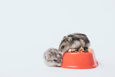 可爱的毛茸茸的仓鼠在碗附近与干燥的宠物食物在灰色背景
