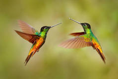 Hummingbirds Golden-bellied Starfrontlet with long golden tails flying with open wings, Chicaque, Co