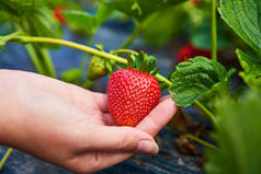 Strawberry growers engineer working in the field with harvest, woman holding berries