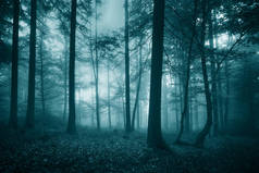 绿松石色雾木景观