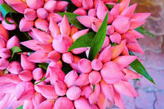 一束粉红色的莲花在市场上胡志明