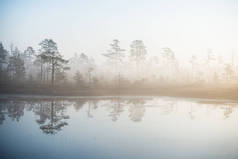 秋天的风景。晨雾，沼泽和森林的背景。拉脱维亚 塞纳斯·蒂利斯