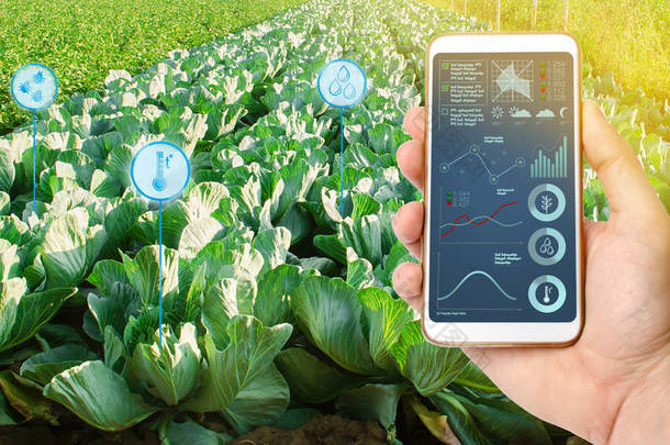 农民拿着一部智能<strong>手机</strong>，在有卷心菜种植园的田地里。农业创业。自动化和作物质量改进。<strong>高科技</strong>，创新。科研.