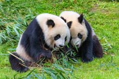 大熊猫，熊猫，妈妈和她的儿子吃竹子
