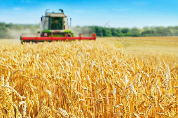 <strong>联合</strong>收割机收获成熟的小麦。金场的成熟耳朵在夕阳多云的橙色天空背景。.丰收的概念.