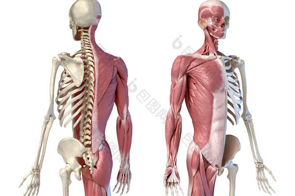 人类男性解剖学，3/4身材肌肉和<strong>骨骼系统</strong>，透视后视和前视图.