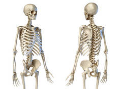 人类男性骨架 3/4 图。前视图和后透视视图
