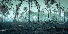 烧毁亚马逊热带雨林，地球上最富有的生态系统被毁坏为牛放牧和大豆作物的灰烬