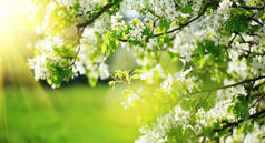 春花背景。自然场景与开花的树和s