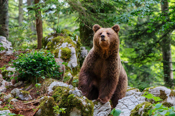 棕<strong>熊</strong>- -在斯洛文尼亚Notranjska地区的森林和山区与一只雌性大型野生棕<strong>熊</strong>的密切接触