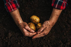 农民将成熟的天然土豆埋在地里的作物景观
