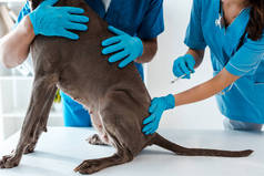 兽医在同事接种疫苗时牵着灰狗的剪影