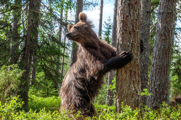 在夏日的森林里,<strong>棕熊</strong>用后腿站在一棵树旁. Ursus Arctos（<strong>棕熊</strong>） 。 绿色自然背景.