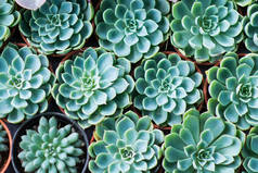 排列微型绿色肉质植物顶部视图