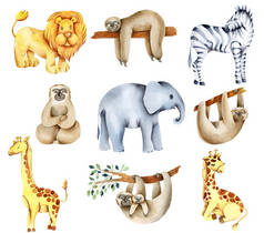 非洲水彩画动物（狮子、大象、树懒、长颈鹿、斑马），手工绘制，背景为白色