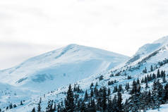白色蓬松的云彩覆盖着松树的雪山风景