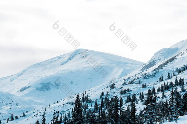 白色蓬松的云彩覆盖着松树的雪山风景