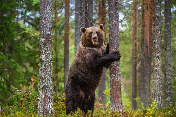 <strong>棕熊</strong>后腿站立在松树林中的一棵树旁. 成年<strong>棕熊</strong>。 学名：Ursus arctos 。 自然栖息地 秋季季节