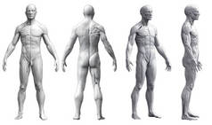 白人背景下的四种观点中的人体解剖学