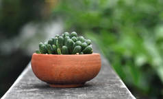 Succulent in earthenware with blurred background