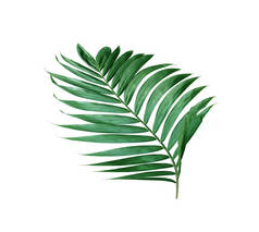 tropical nature green palm leaf isolated pattern background