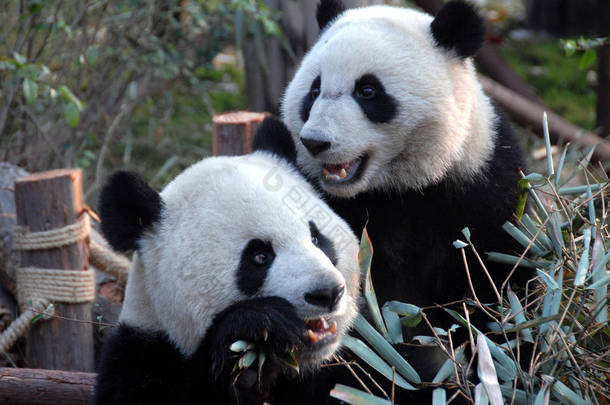 四川<strong>成都</strong>大熊猫保护区（<strong>成都</strong>大熊猫繁育研究基地）的两只大熊猫。熊猫正在吃竹子.一只熊猫向左看,一只向右看.<strong>成都</strong>地区熊猫保护区的竹子大熊猫
