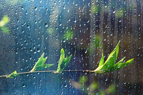 森林里的春雨，嫩芽的枝条，嫩叶上有雨滴