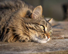 夏日阳光明媚,毛绒绒的猫躺在一张木制桌子上