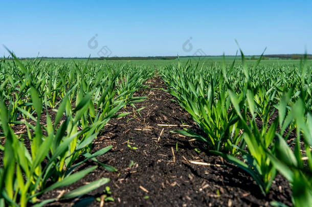 小麦<strong>幼苗生长</strong>在阳光斜坡上的田里.嫩绿色的小麦<strong>生长</strong>在蓝色天空的衬托下，是由一系列友善的土壤制成的.