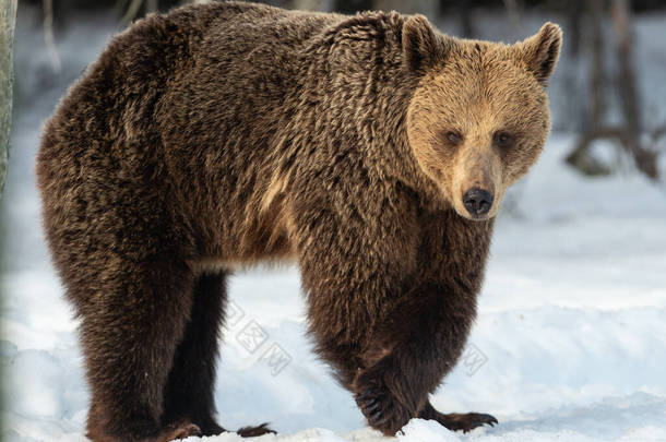 在冬季森林里的野生成年<strong>棕熊</strong>.前面的景色<strong>棕熊</strong>，学名：Ursus arctos arctos 。冬季。自然生境.