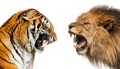 一只狮子和一只老虎咆哮着准备战斗，被白色隔离的侧视图