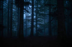 黑森林里的秋雾
